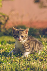 Naklejka na ściany i meble Tomcat with white and tabby fur sits on green grass