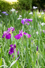 Obraz na płótnie Canvas Landscape of Iris garden
