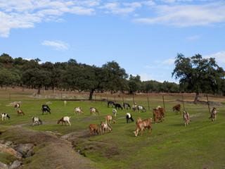 Rebaño de cabras en El Pedroso / Goat herd in El Pedroso. Sierra Norte de Sevilla