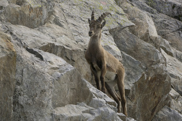 Ibex on a rock. French Alps.