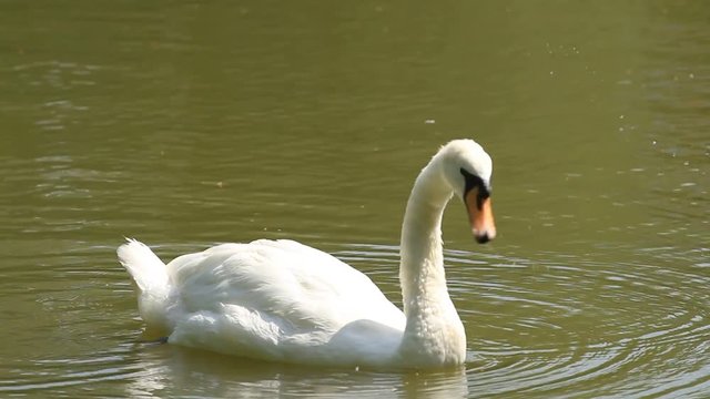 White swans swimming on lake