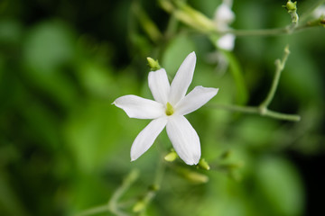 Obraz na płótnie Canvas Azores Jasmine (Jasminum azoricum) flower in garden, blooming jasmine