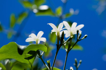 Azores Jasmine (Jasminum azoricum) flower in garden, blooming jasmine, blue sky background