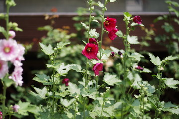 beautiful street wild flower