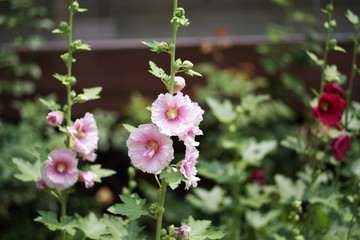beautiful street wild flower