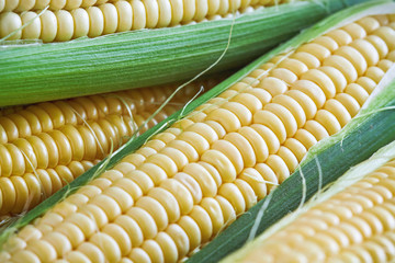 Closeup of freshly picked corn (maize), selective focus © nedim_b
