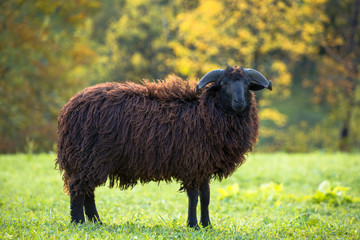 black sheep stays on green meadow on trees background