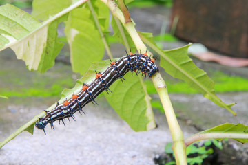 caterpillar worm black and white striped Walking on leaf  (Eupterote testacea, Hairy caterpillar) select focus with shallow depth of field.
