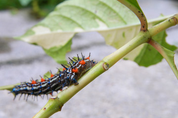 caterpillar worm black and white striped Walking on leaf  (Eupterote testacea, Hairy caterpillar) select focus with shallow depth of field.