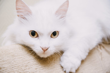 Cute turkish van cat