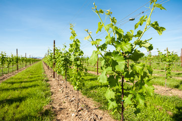 Fototapeta na wymiar Agriculture, vineyard in spring.