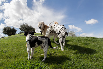 lenguaje de los perros