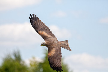 Red kite flying. Bird of prey turning in the air. Predator hunting.