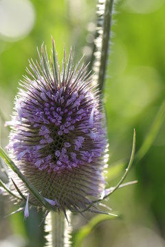 Wilde Karde