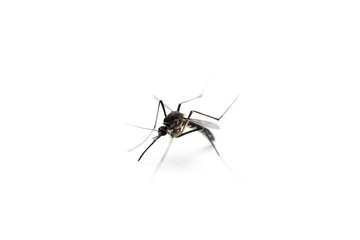 mosquito on white background, macro