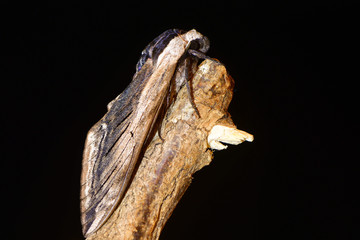 Privet hawk-moth (Sphinx ligustri) in profile on black. Large British hawk moth in the family Sphingidae at risk on dead wood