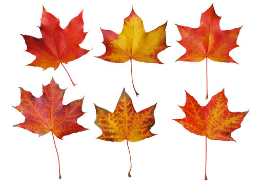 Set of autumn maple leaves isolated on white background with clipping path.