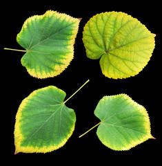A set of linden leaves isolated on a black background with clipping path.