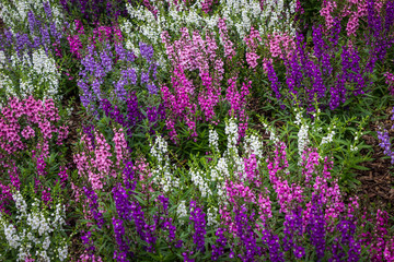 Obraz premium Multi-coloured wild flowers