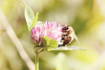 bee with flower