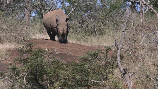 White rhinoceros standing on rock looking around.  