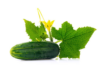 Green cucumber with leaf and flower on a white background