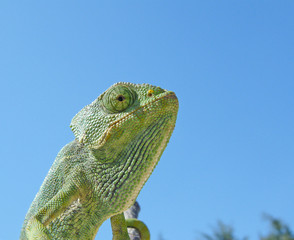 camaleão