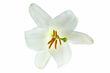 Blossoming Lillium - aromatic cream.