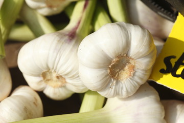 frische Knoblauchzehen