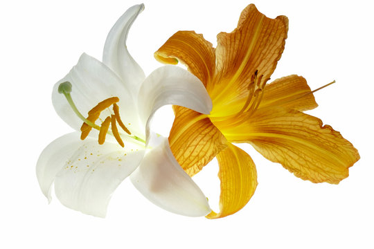 Flowering cream Hemerocalis - Daliilli and Lilium - aromatic cream