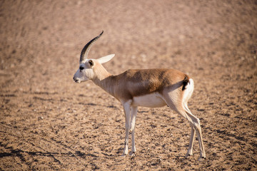 Sand Gazelle