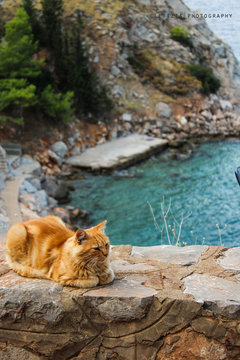 Gatti di Idra
