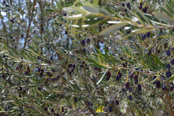 Gaj oliwny na Korculi