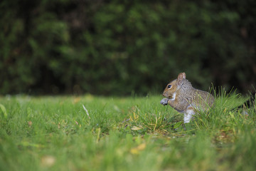 Gray squirrel in grass