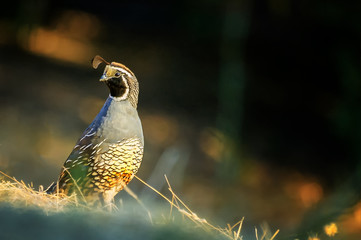 California quail in its natural habitat; dedicated focus.