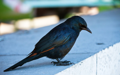 Red-winged Starling looking into the camera