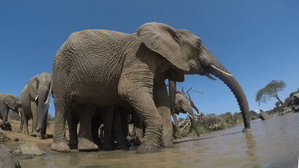 African Elephants drinking at river