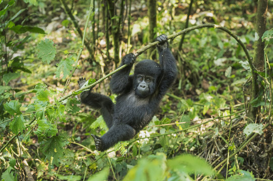 Mountain Gorilla (Beringei beringei), Bwindi Impenetrable Forest, Uganda