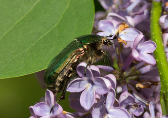 Cetonia aurata sits on a lilac flower