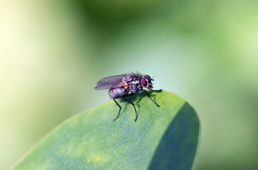 Drosophila sitting on a green leaf in the garden