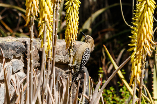 Gila woodpecker perched on a Yucca plant to feed, in the Sonoran desert of Arizona. 
