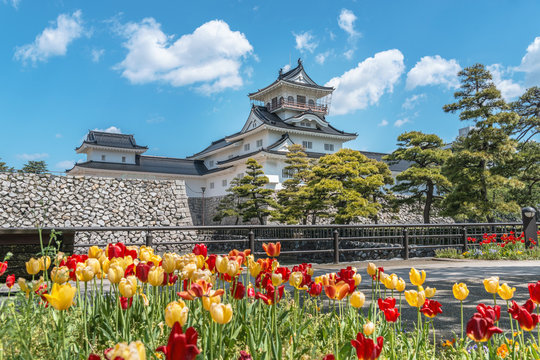 チューリップと富山城