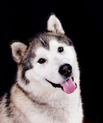portrait of a dog breed Alaskan Malamute on a black background