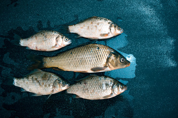 Fresh fish on a black matte background.