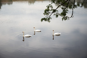 Swans swim in a rural pond.