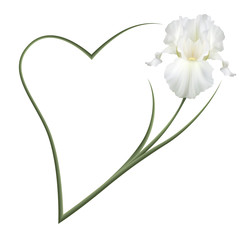 Изысканные цветы, белые ирисы. Символ дружбы и верности. Романтичная рамка.