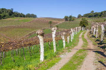 Fototapeta na wymiar Vineyards in winter, Vale dos Vinhedos valley