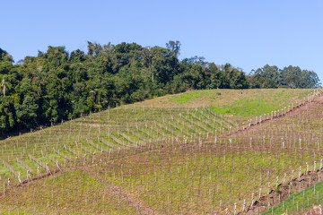 Fototapeta na wymiar Vineyards in winter, Vale dos Vinhedos valley