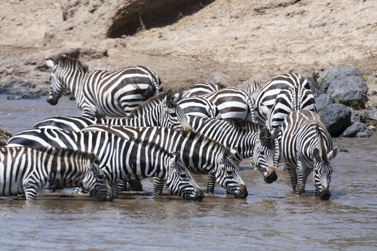 Grant's zebras (Equus burchellii boehmi) crossing the Mara River, Masai Mara, Kenya