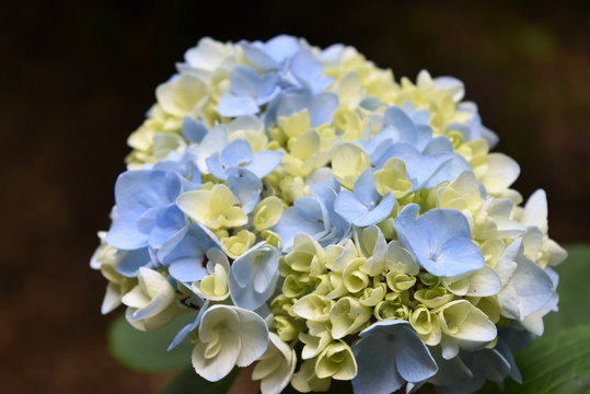 Fototapeta 紫陽花